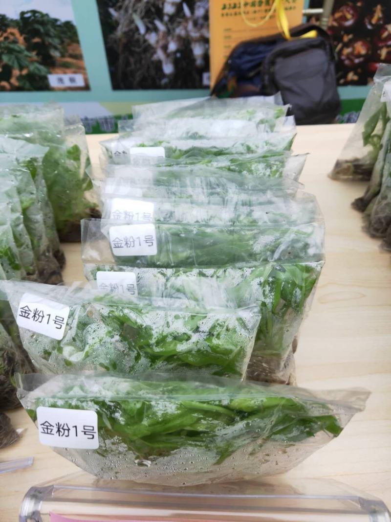 广西香蕉苗/西贡粉蕉苗/南天黄蕉苗/广粉蕉苗/厂家直销价