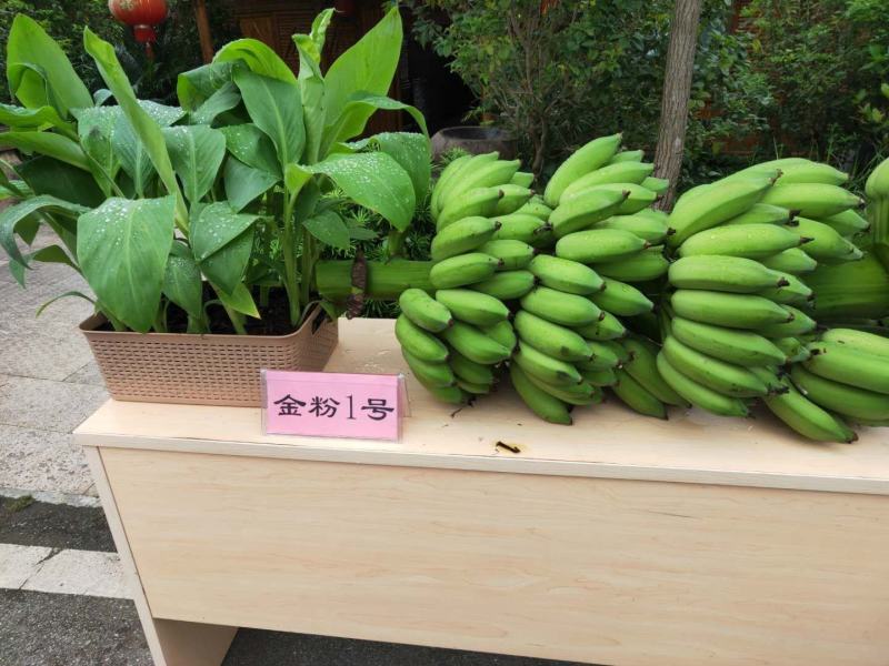 广西香蕉苗/西贡粉蕉苗/南天黄蕉苗/广粉蕉苗/厂家直销价