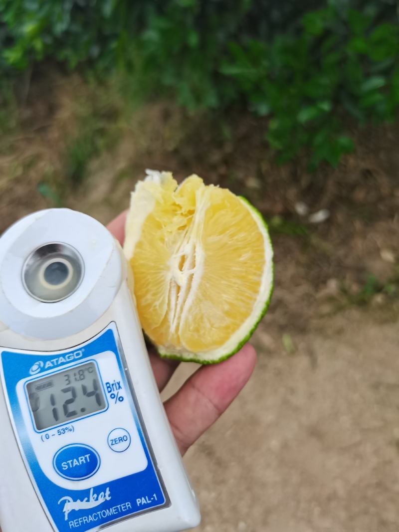 云南冰糖橙上市中，看上的可聊