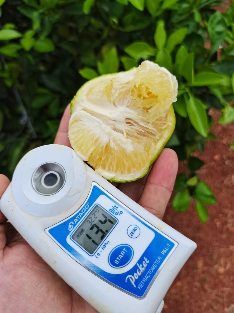云南冰糖橙上市中，看上的可聊