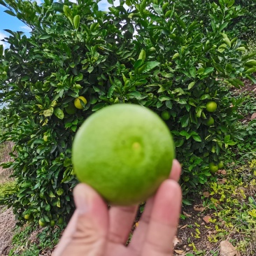 云南冰糖橙上市中，看上的可聊