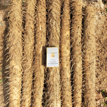 山西白玉山药，条形通直，颜色好，质优价廉！