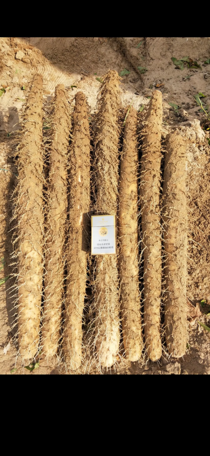 山西白玉山药，条形通直，颜色好，质优价廉！