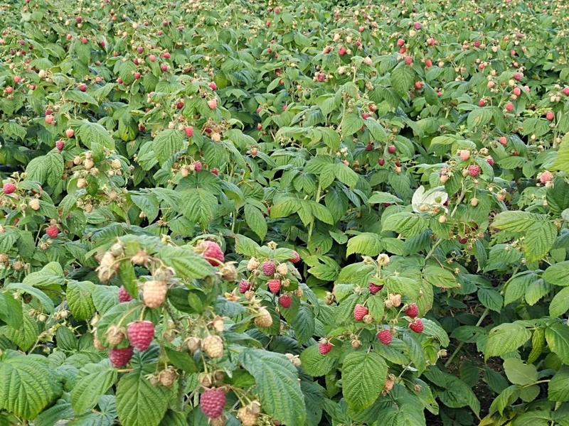 树莓苗基地大量出售树莓苗。品种多。需要的联系。。