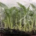 越南香蕉苗、云南香蕉苗，缅甸香蕉苗，老挝香蕉苗，广西香蕉