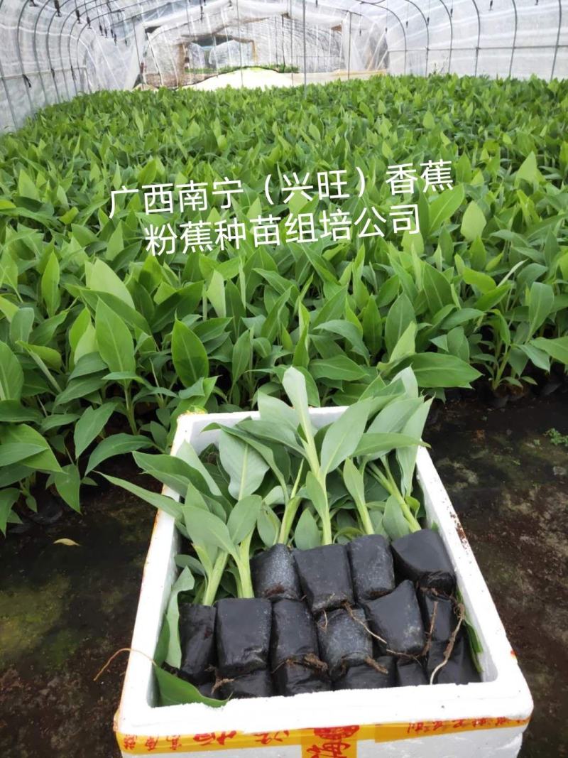 越南香蕉苗、云南香蕉苗，缅甸香蕉苗，老挝香蕉苗，广西香蕉