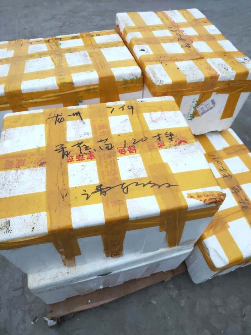 香蕉苗、西贡粉蕉苗、广粉蕉苗、金粉蕉苗、广西香蕉组培苗
