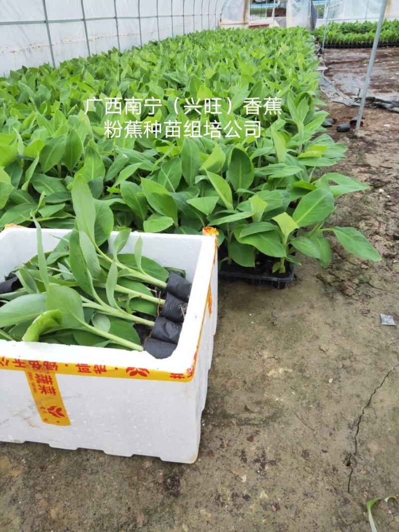 香蕉苗、西贡粉蕉苗、广粉蕉苗、金粉蕉苗、广西香蕉组培苗