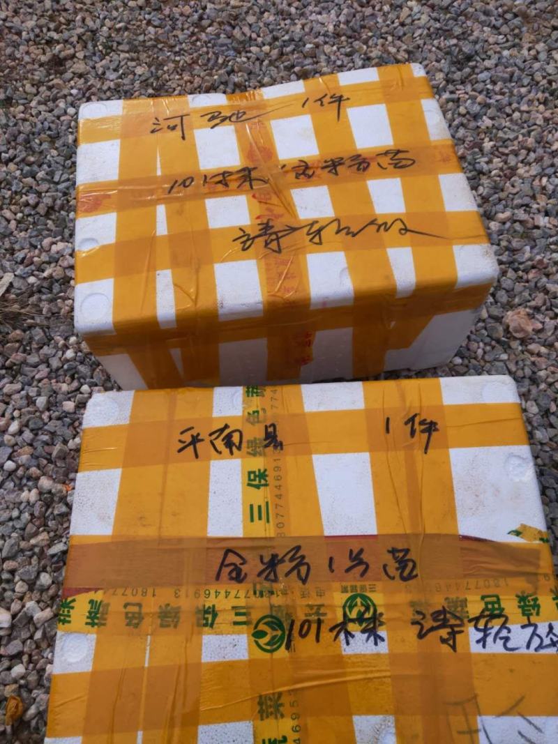 香蕉苗、西贡粉蕉苗、广粉蕉苗、金粉蕉苗、广西香蕉组培苗