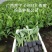香蕉苗、西贡粉蕉苗、广粉蕉苗、金粉蕉苗、广西香蕉组培苗