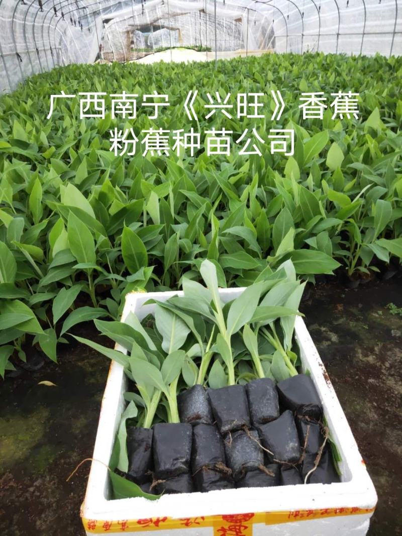 香蕉苗、西贡粉蕉苗、广粉蕉苗、金粉蕉苗、广西香蕉组培苗