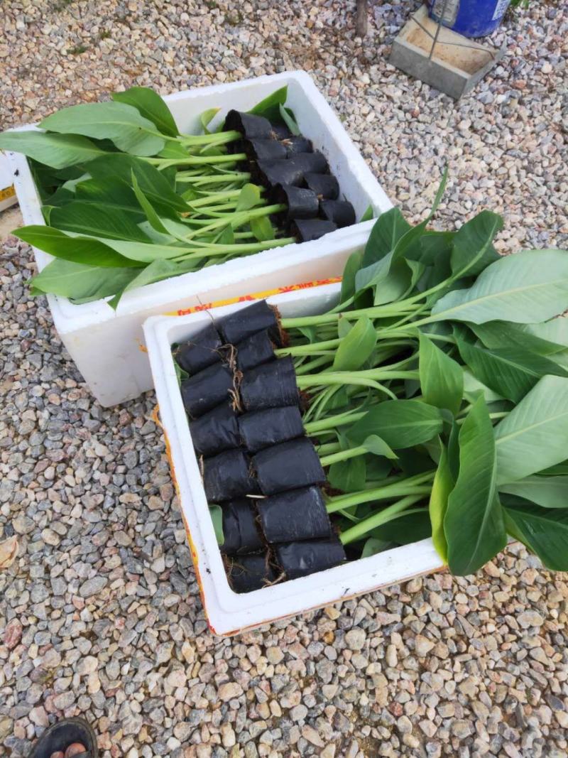 香蕉苗、西贡粉蕉苗、广粉蕉苗、金粉蕉苗、广西香蕉组培苗