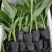 广西农科院香蕉苗、西贡粉蕉苗、金粉一号蕉苗、广粉蕉苗