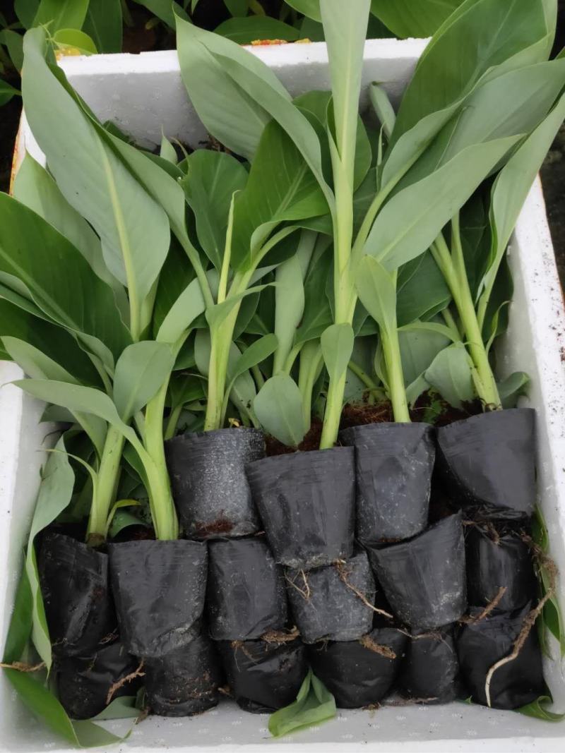广西农科院香蕉苗、西贡粉蕉苗、金粉一号蕉苗、广粉蕉苗