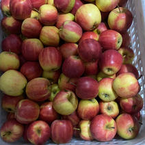 123苹果，水果大量出售