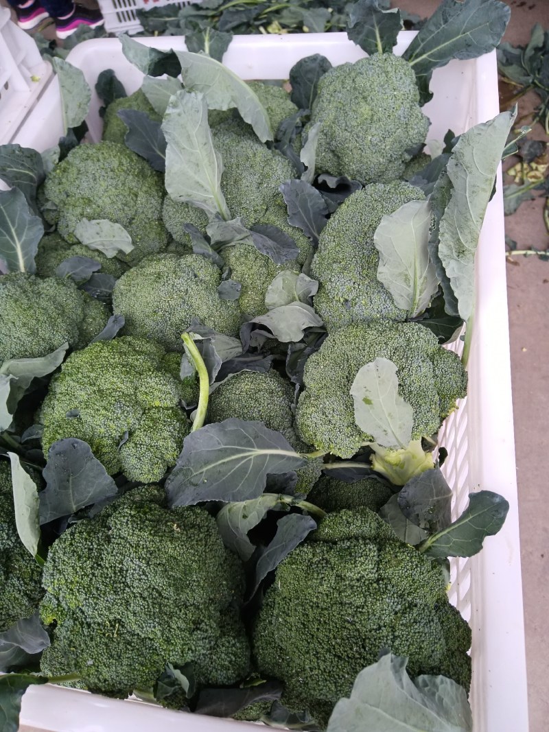 河南扶沟西兰花上市，有耐寒优秀，美青，小米粒，质量好