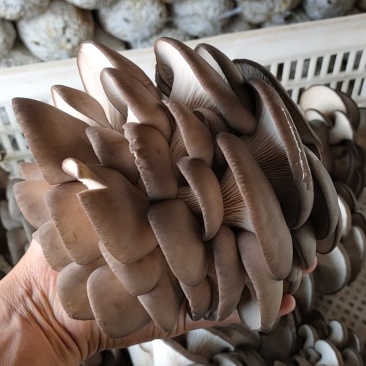 精品黑平菇大量上市，欢迎各地老板采购