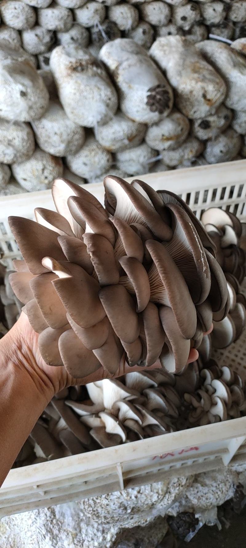 精品黑平菇大量上市，欢迎各地老板采购