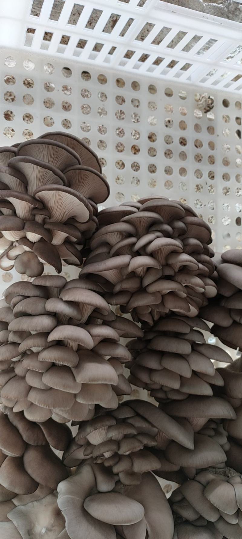 精品黑平菇大量上市，欢迎各地老板采购
