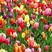 荷兰进口郁金香种球重瓣耐寒种子四季阳台庭院室内花卉盆载易