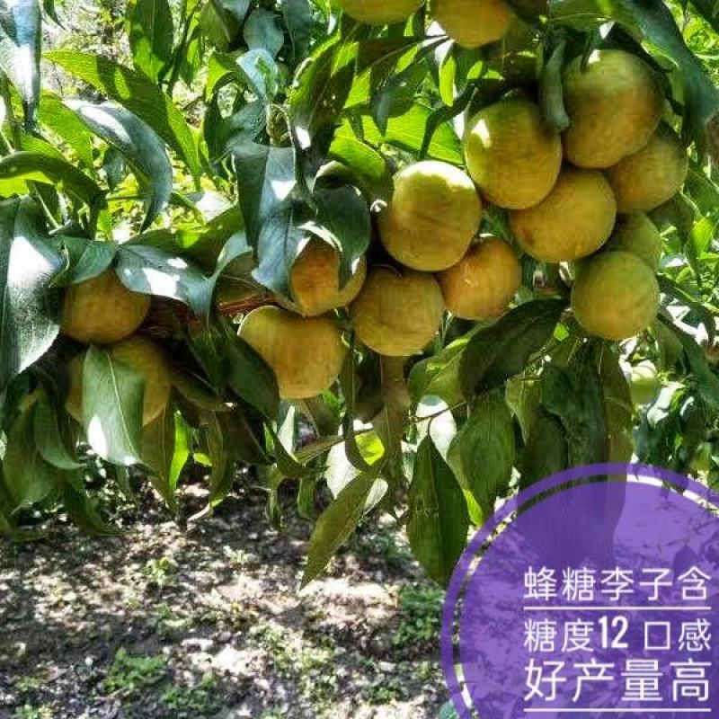 蜂糖李子树苗含糖高口感甜基地现挖现发可视频看货