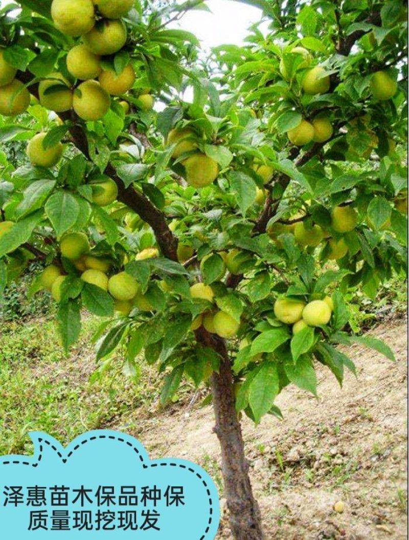 蜂糖李子树苗含糖高口感甜基地现挖现发可视频看货