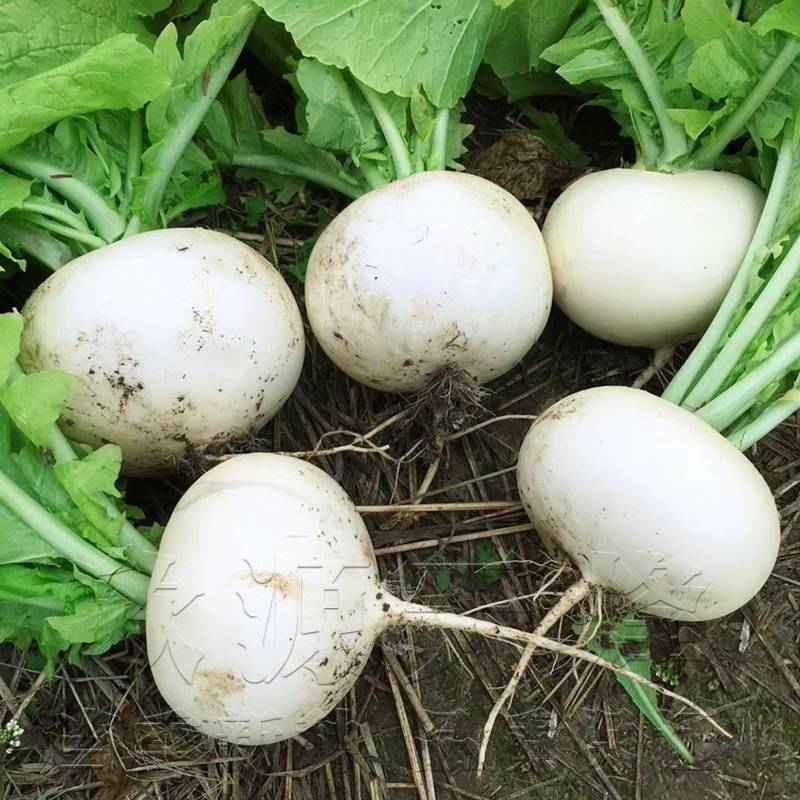 四川新鲜蔬菜基地直供白萝卜圆根萝卜成都简阳