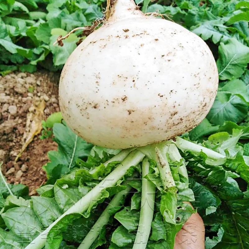 四川新鲜蔬菜基地直供白萝卜圆根萝卜成都简阳