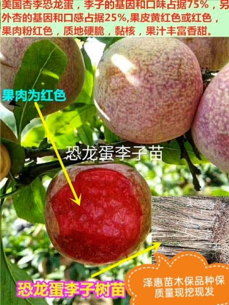 李子苗恐龙蛋李子苗南北方种植优质嫁接苗保品种保质量