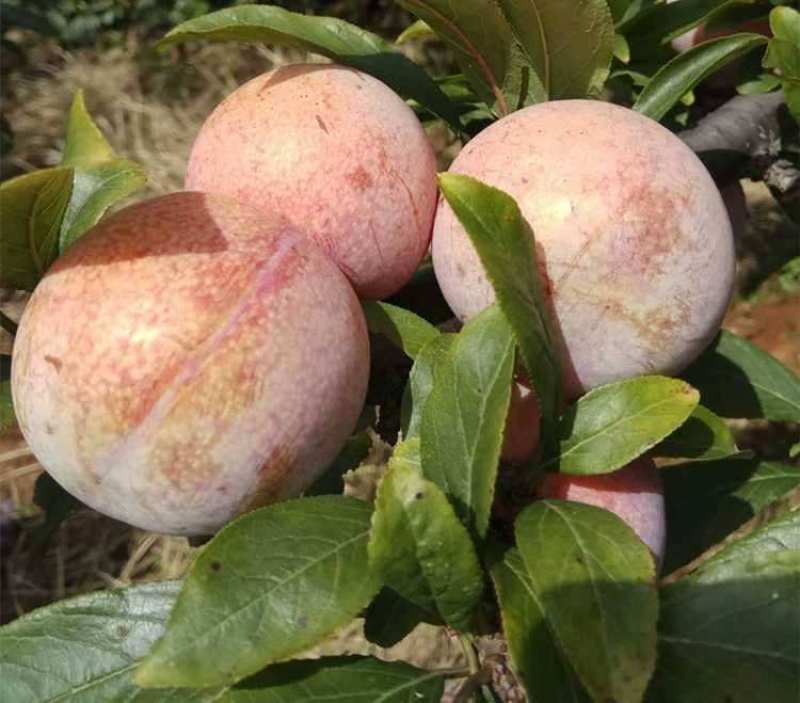 李子苗恐龙蛋李子苗南北方种植优质嫁接苗保品种保质量