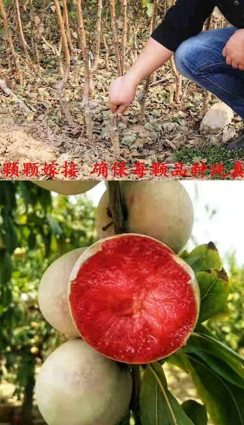 李子苗恐龙蛋李子苗南北方种植优质嫁接苗保品种保质量