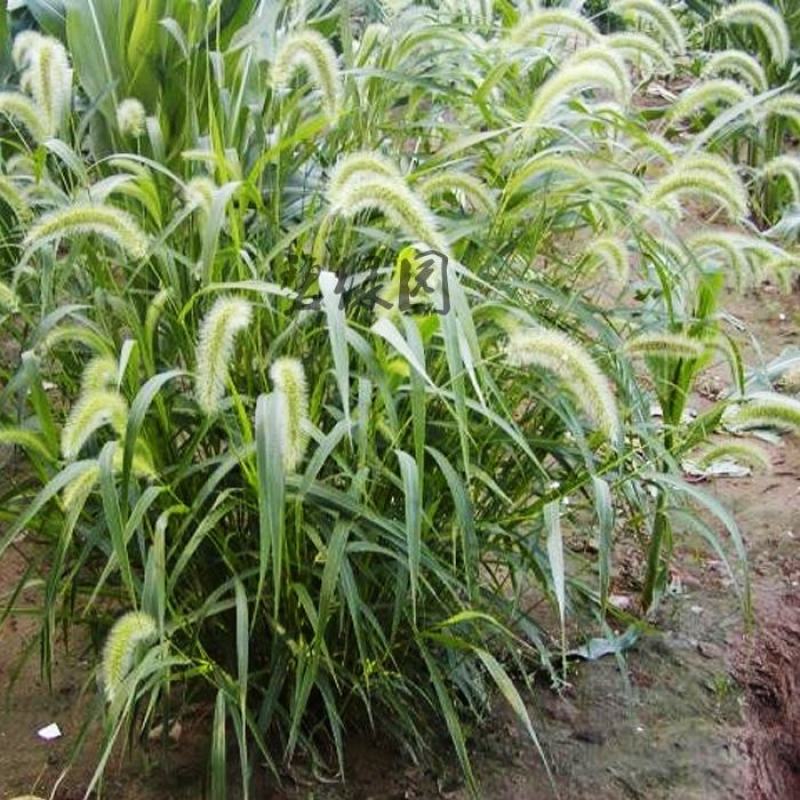 牧草种子