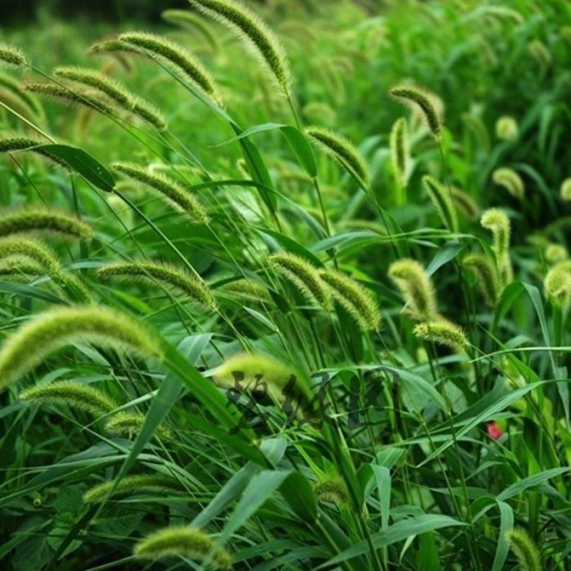 牧草种子