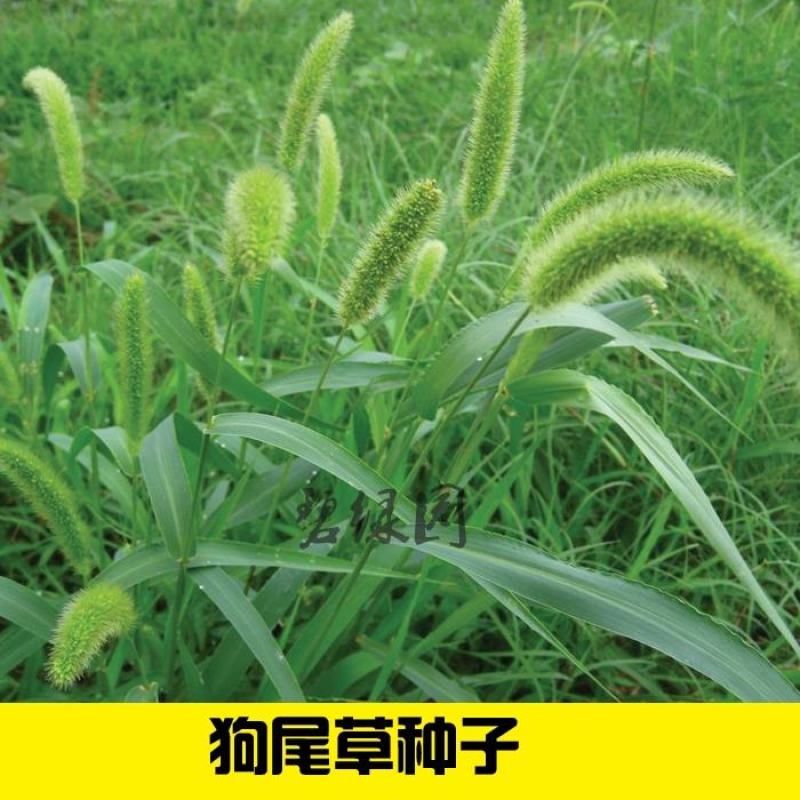 牧草种子
