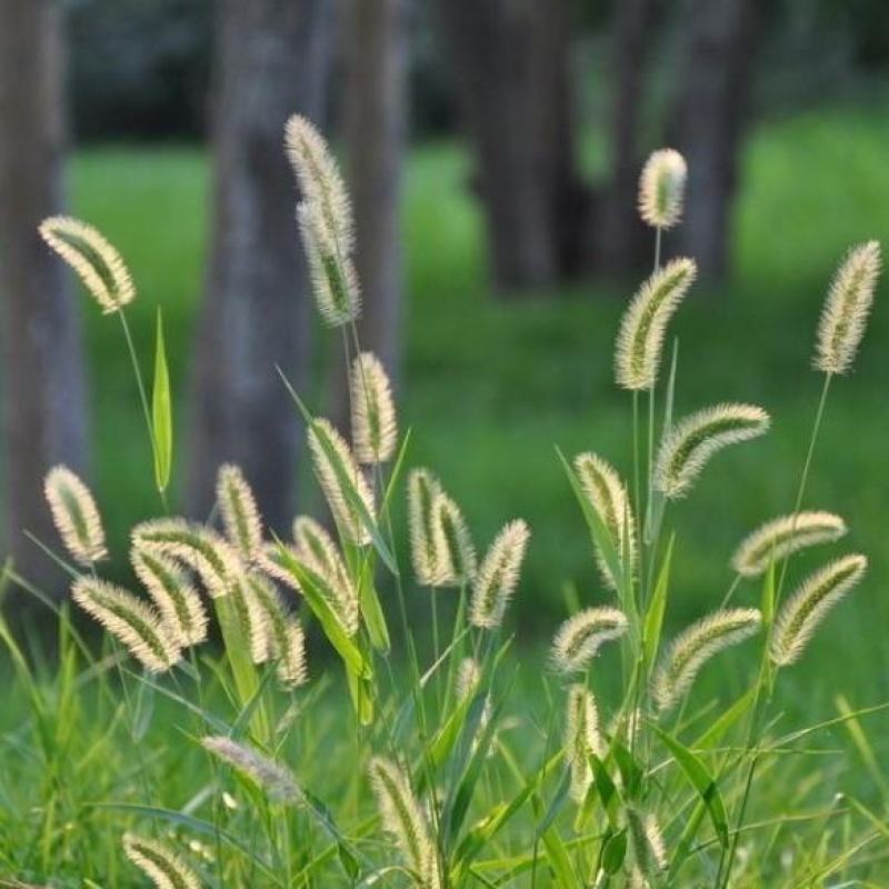 牧草种子