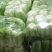 精品白菜精品大白菜长期有货。合作共赢，诚信为本。