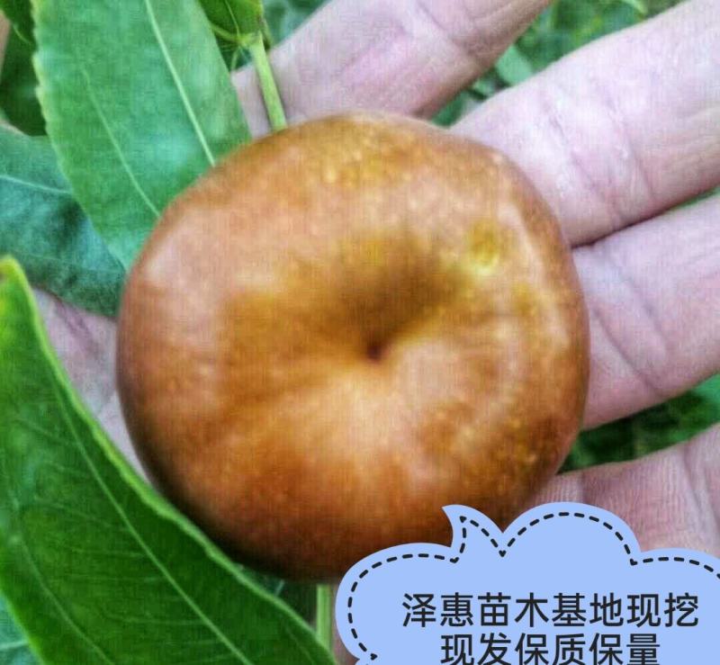 枣树苗潘枣树苗和田大枣金丝枣品种多规格全保品种保质量