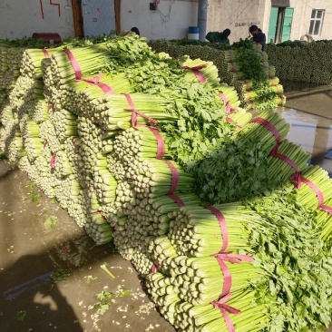 【精选皇后芹菜】河北邯郸本地皇后芹菜大量上市代发全国