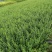 绣线菊，小叶扶方滕3o到40高，优质量苗，货源充足大量出