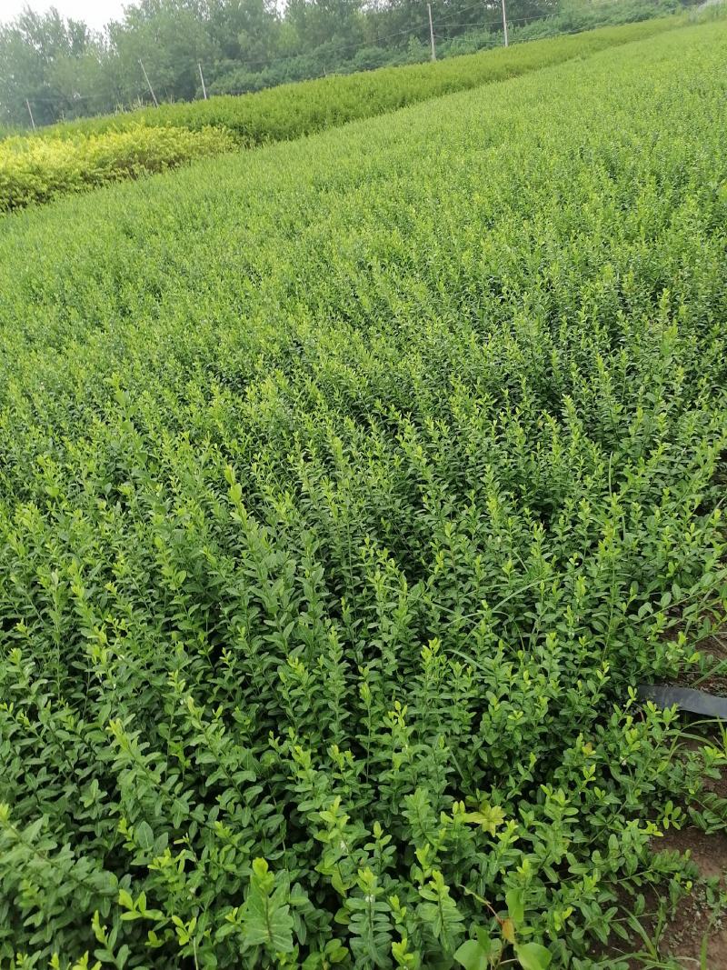 绣线菊，小叶扶方滕3o到40高，优质量苗，货源充足大量出