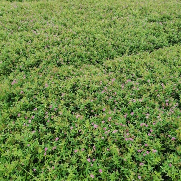 绣线菊，小叶扶方滕3o到40高，优质量苗，货源充足大量出
