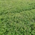 绣线菊，小叶扶方滕3o到40高，优质量苗，货源充足大量出