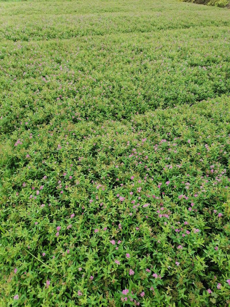 绣线菊，小叶扶方滕3o到40高，优质量苗，货源充足大量出
