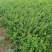 绣线菊，小叶扶方滕3o到40高，优质量苗，货源充足大量出