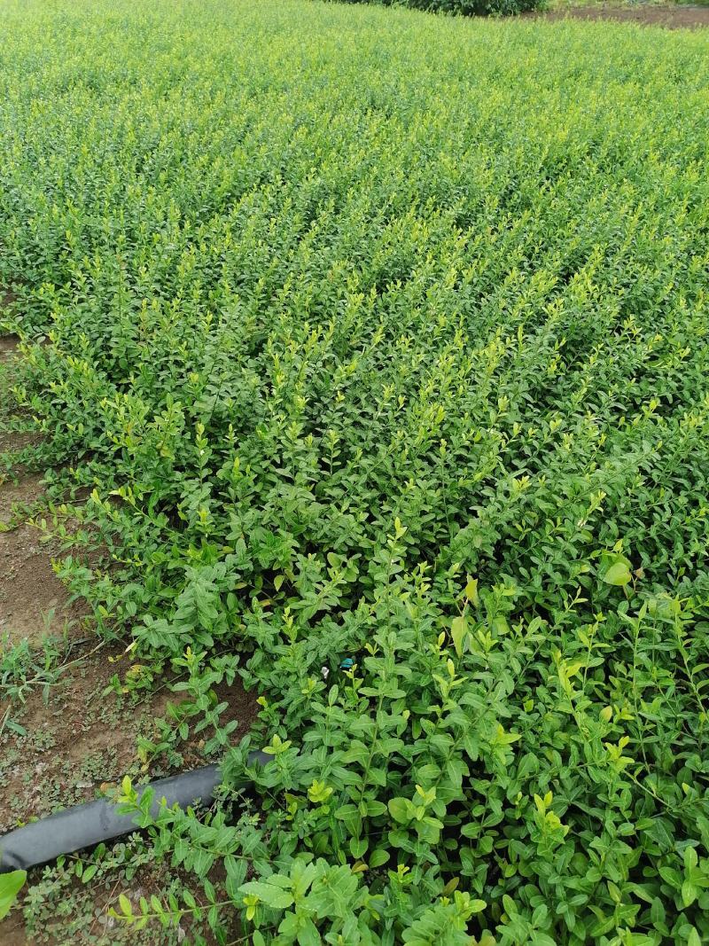 绣线菊，小叶扶方滕3o到40高，优质量苗，货源充足大量出