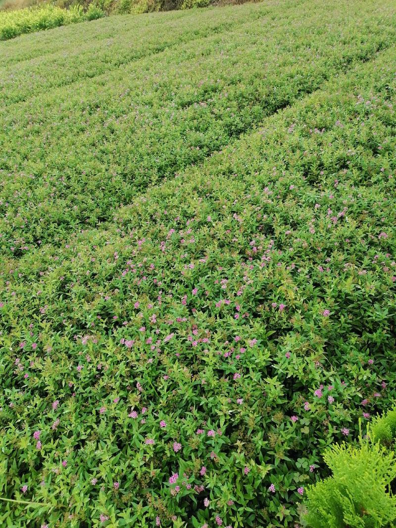 绣线菊，小叶扶方滕3o到40高，优质量苗，货源充足大量出