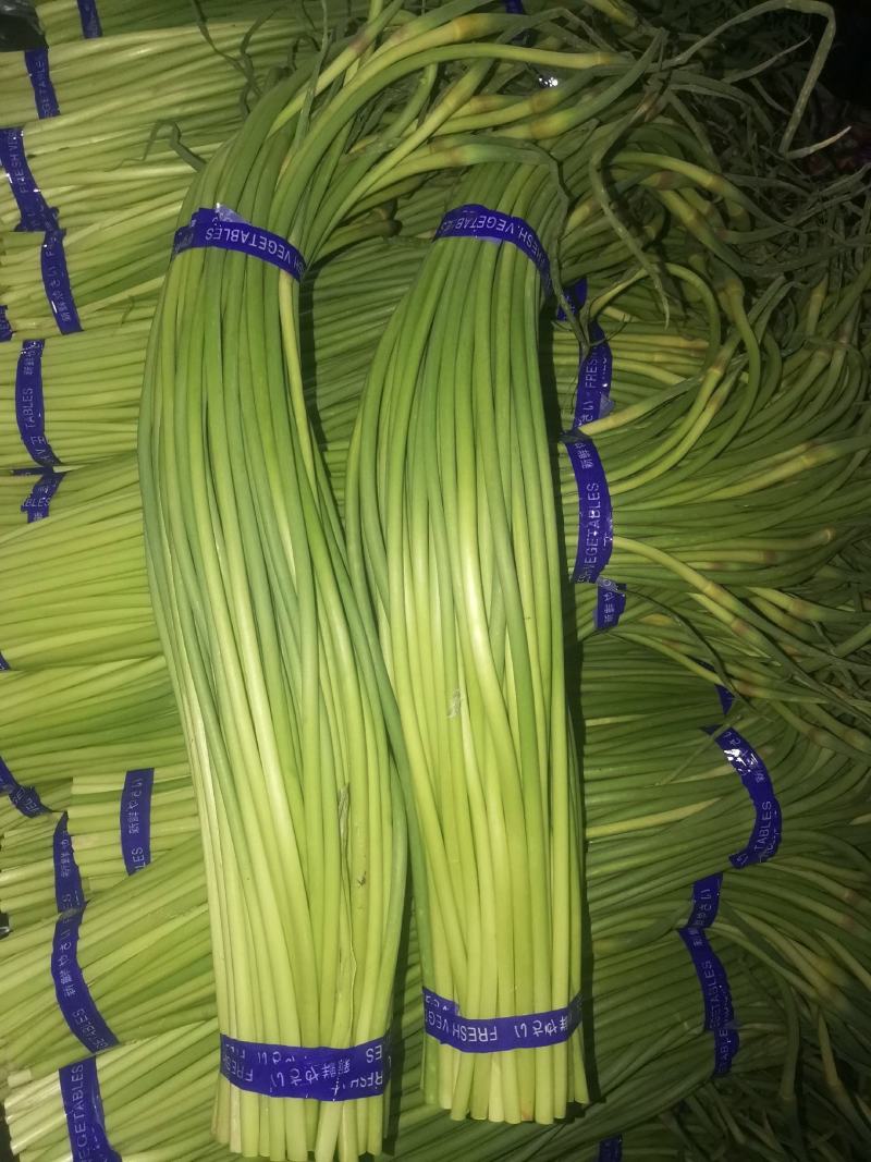金乡红帽蒜苔大量供应支持线上交易，可以加工各种包装