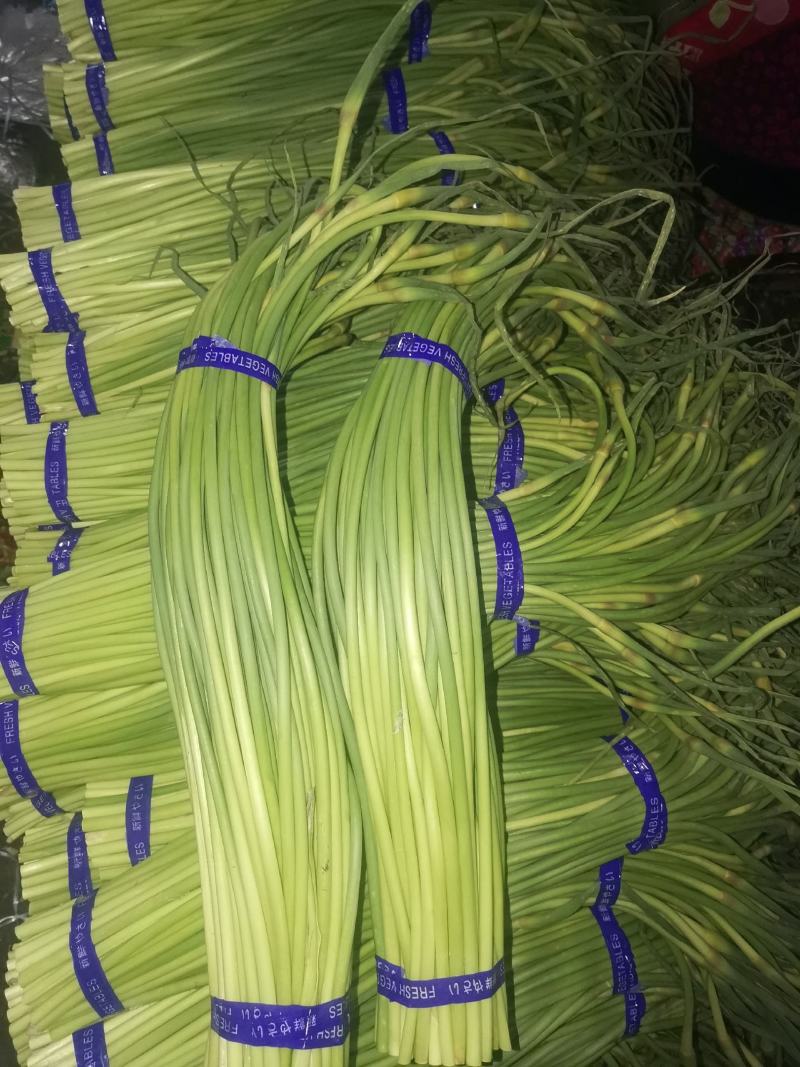 金乡红帽蒜苔大量供应支持线上交易，可以加工各种包装