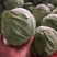 精品蔬菜大量上市质量好价格大掉钱