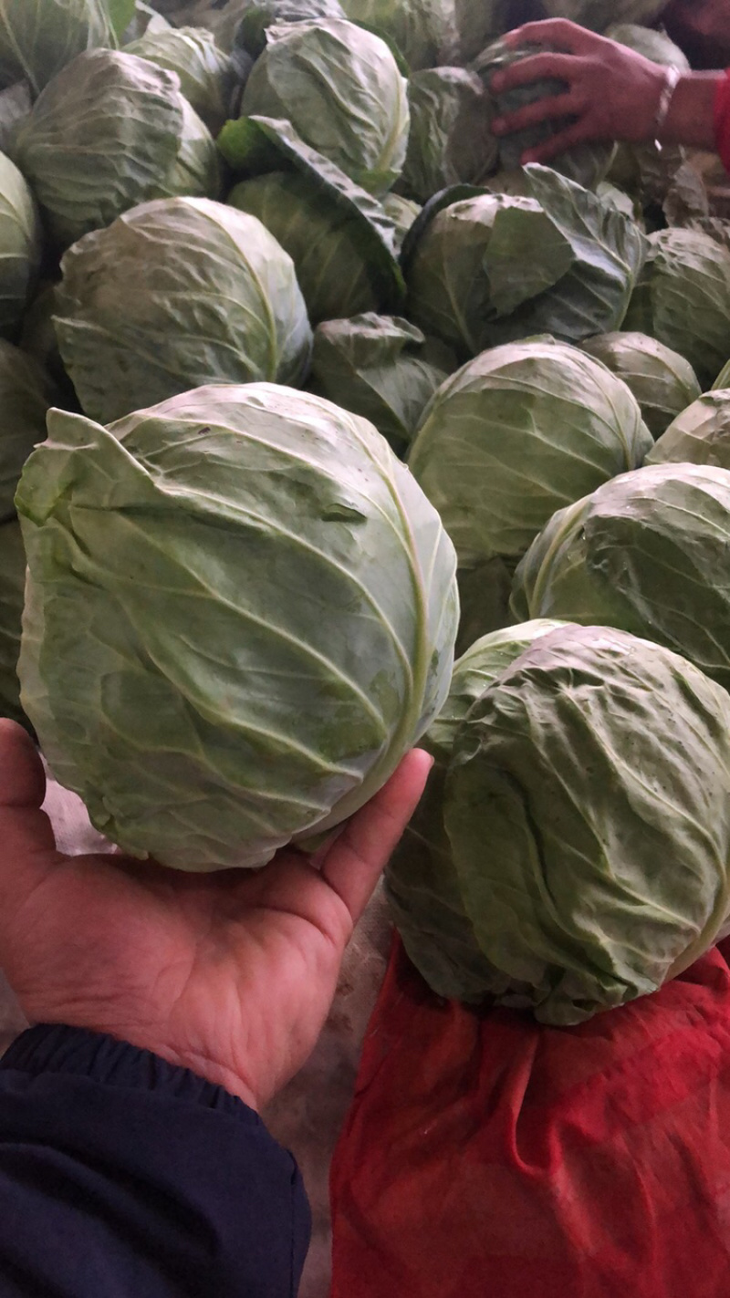 精品蔬菜大量上市质量好价格大掉钱
